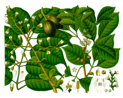 Canarium indicum Canarium Nut, Ngali, Galip nut, kenari nut